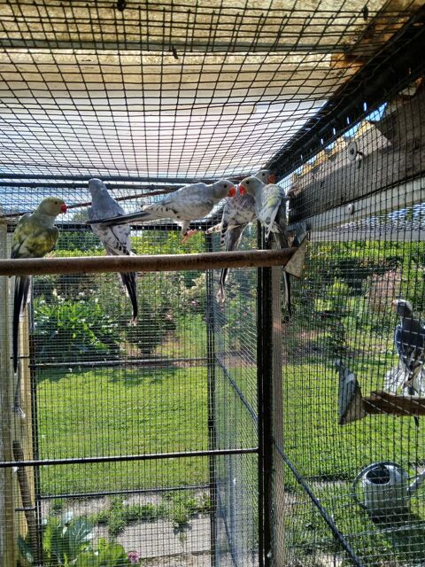 PERRUCHES A COLLIER 100 37540 Saint-cyr-sur-loire