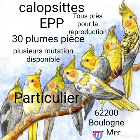 Calopsittes EPP 30 62200 Boulogne-sur-mer