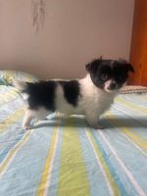   chiot chihuahua à poils longs 