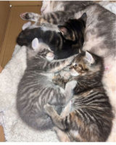   Chatons   vendre 