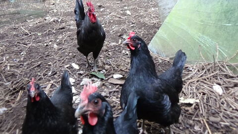 Oeufs à couver de poule race Noir de Janzé 2 29500 Ergu-gabric
