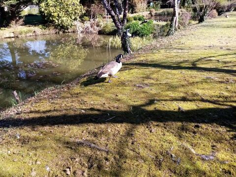  oie bernache male 0 87600 Rochechouart