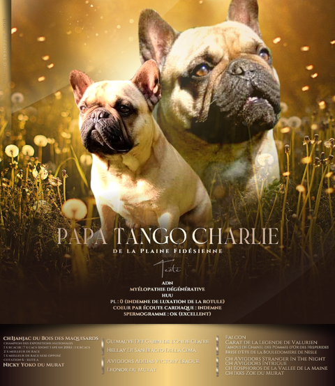 Saillie bouledogue francais fauve issu de champions lof 45290 Ouzouer-des-champs