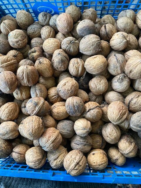 Noix fra�ches 2025 2.5 Ca�stre (59)
