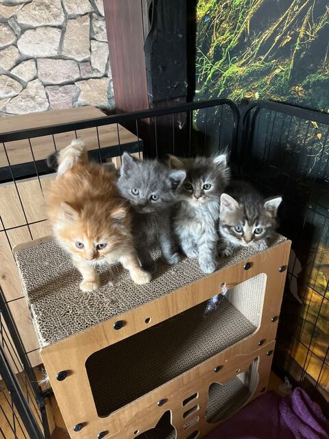 À réserver chaton angora 350 52230 chenay
