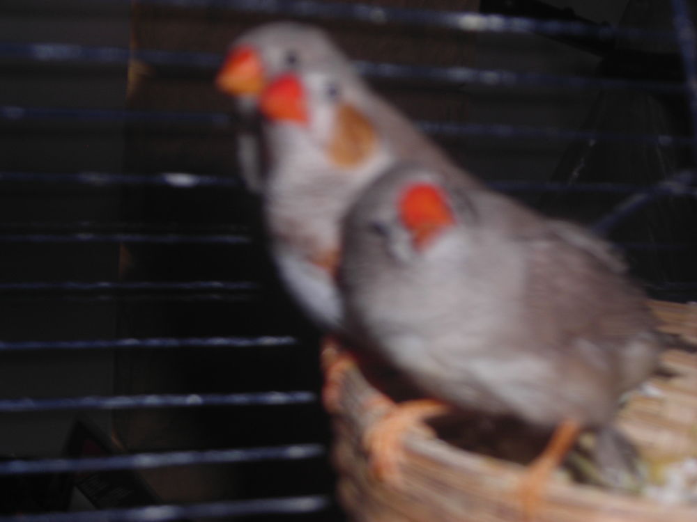   Echange Oiseaux mandarins 