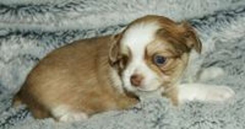   chiot chihuahua poils long bicolore males  