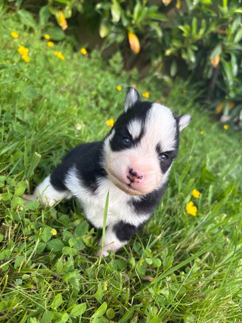 Pomsky husky spitz 1600 76440 Roncherolles-en-bray