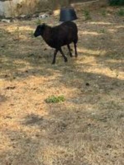   Moutons d'Ouessant . 