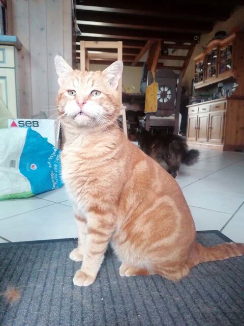 TZUKI, magnifique chat roux à adopter via l'association UMA 200 44220 Couron