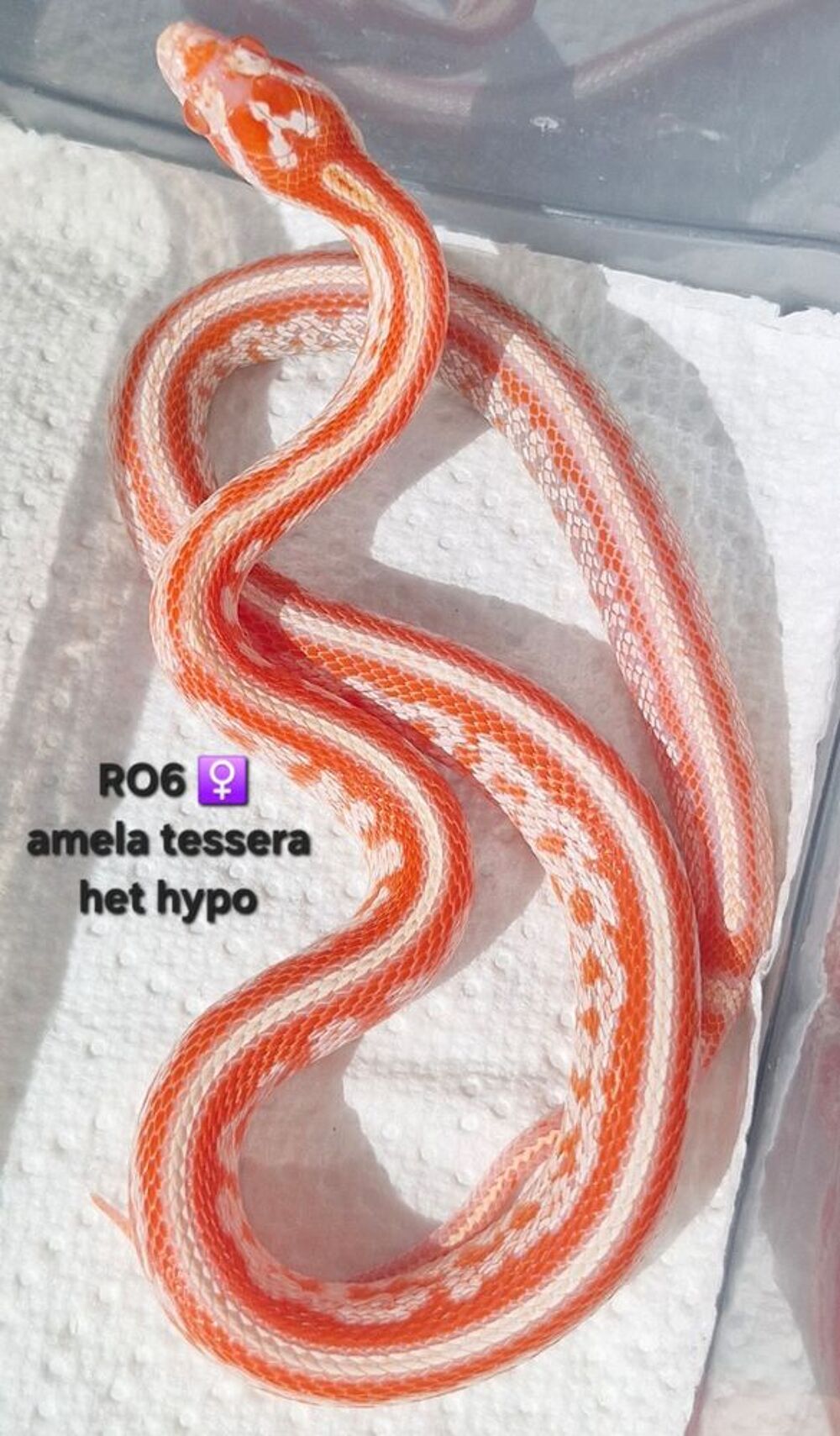   Pantherophis guttatus okeetee  