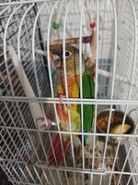   Bonjour conure apprivoiser 