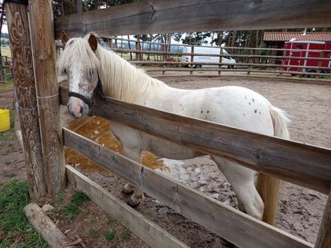 Poney femelle 700 43170 Saugues