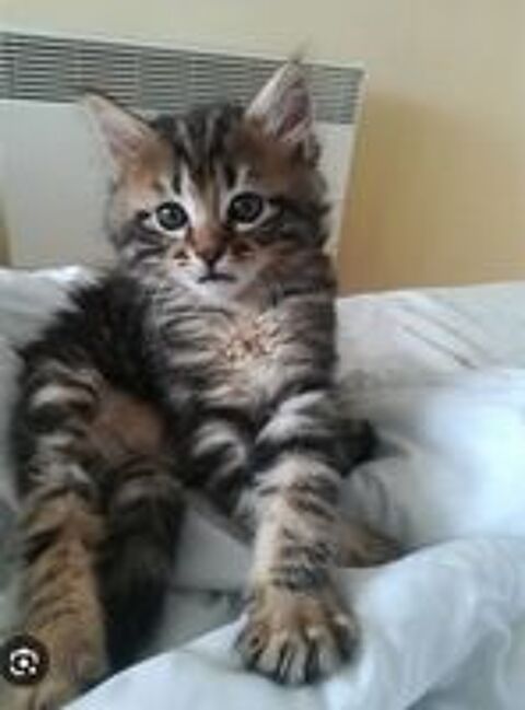   Chatons  