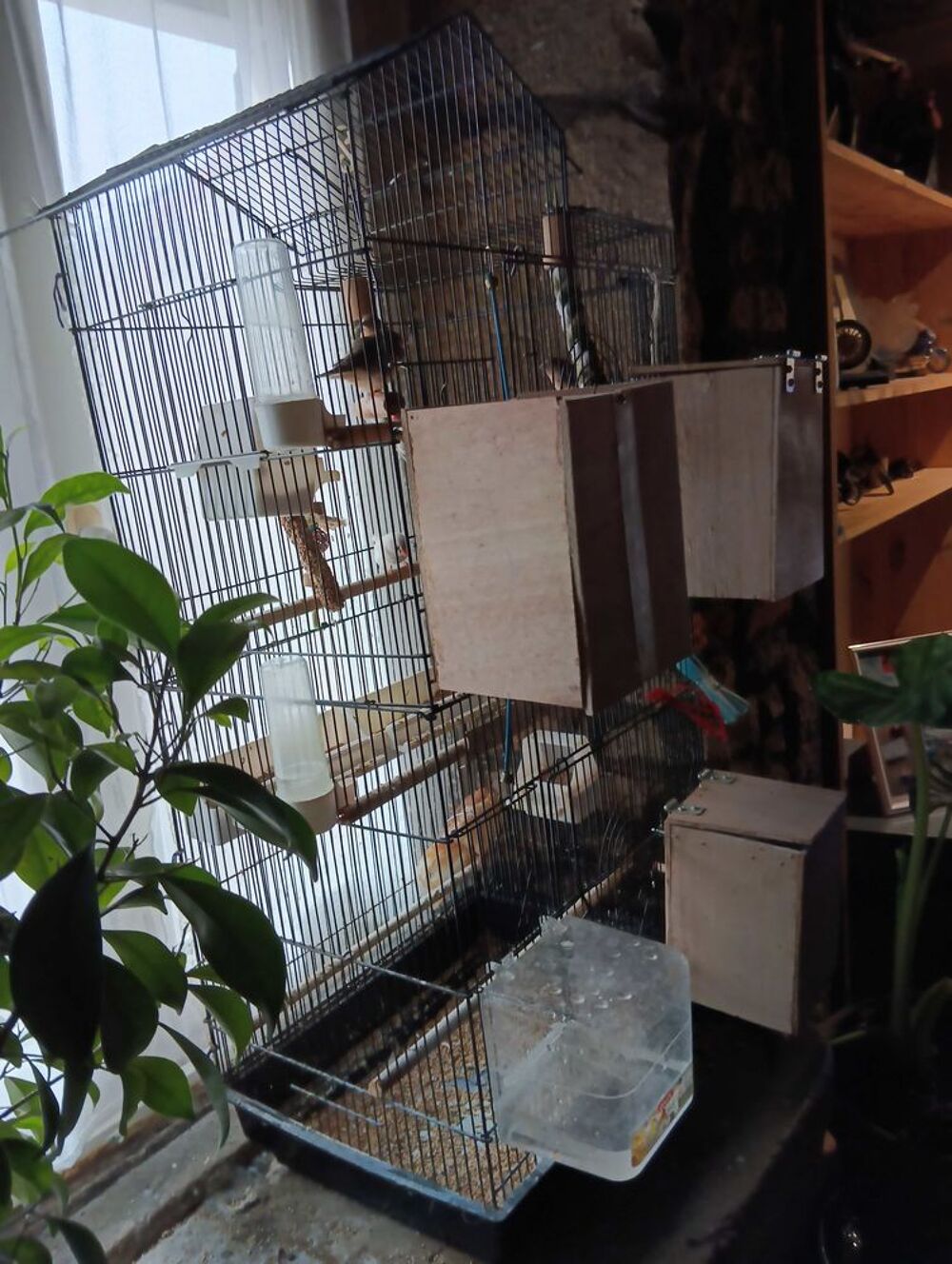 oiseaux Jardin