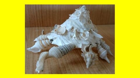 Coquillage Xenophora Pallidula 133-104 mm 30 Saint-P�tan (22)