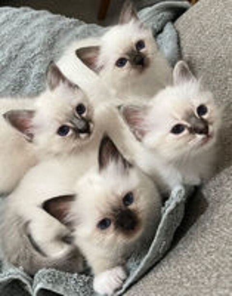   Jolis Chatons Sacré de Birmanie  