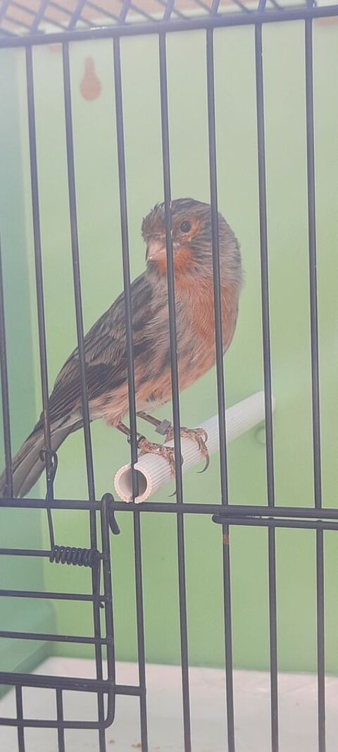 Canari noir/rouge 2025 30 83390 Pierrefeu-du-var