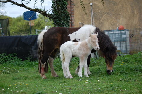 JOLIE POULICHE SHETLAND STANDARD. 1700 89000 Auxerre