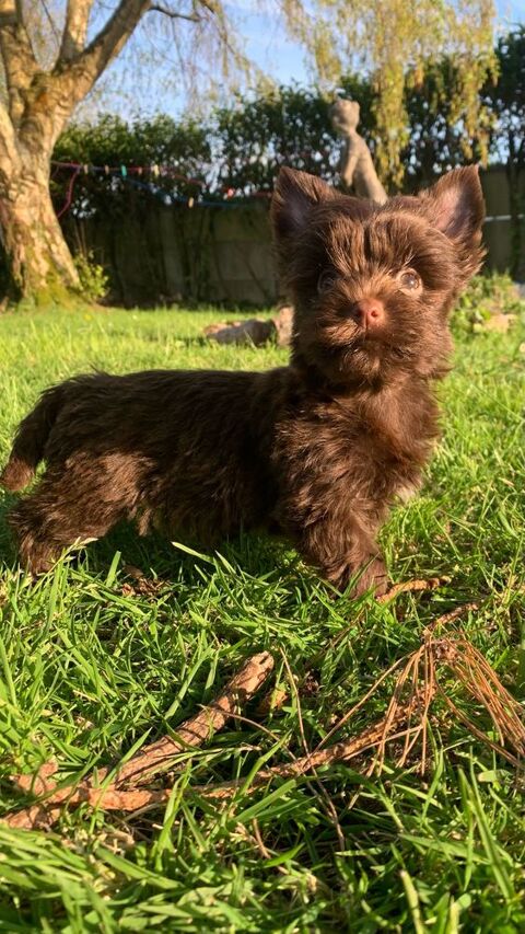 Yorkshires terrier 1600 50560 Gouville-sur-mer