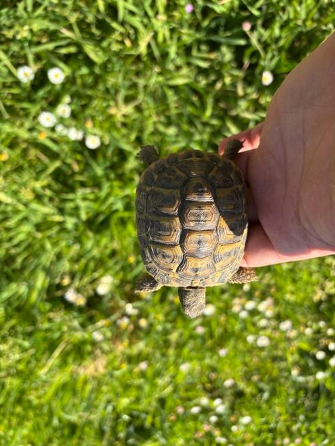 B&eacute;b&eacute; Tortue, femelle moyenne 50 06530 Peymeinade