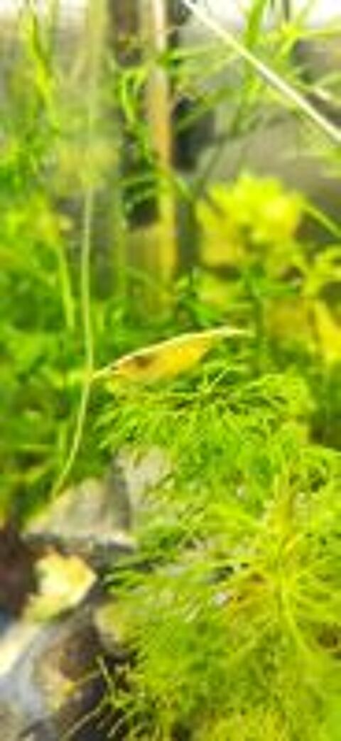   Crevettes neoricaridina jaunes, oranges, bleues et rouges 