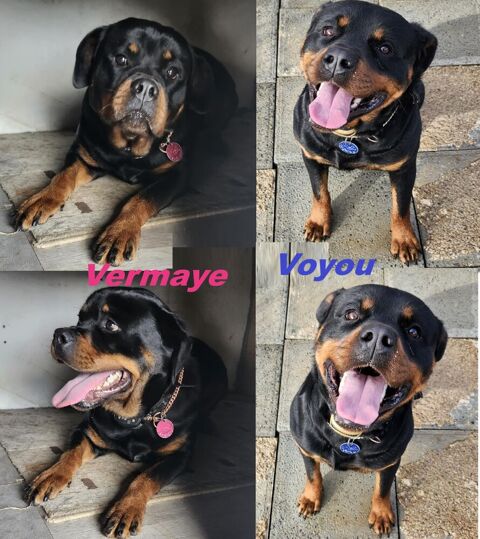 Chiots Rottweiler a r&eacute;server 970 79600 Airvault