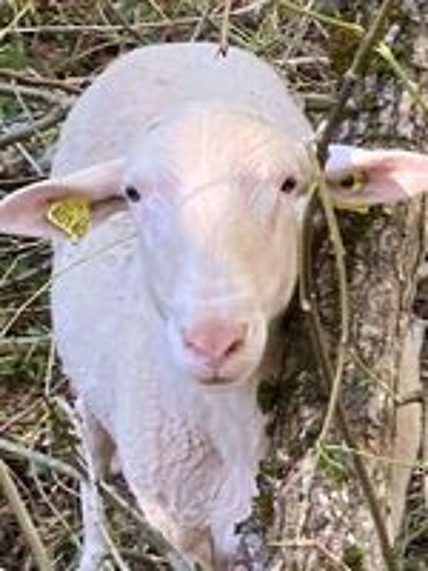   Bélier Limousin 2 ans 