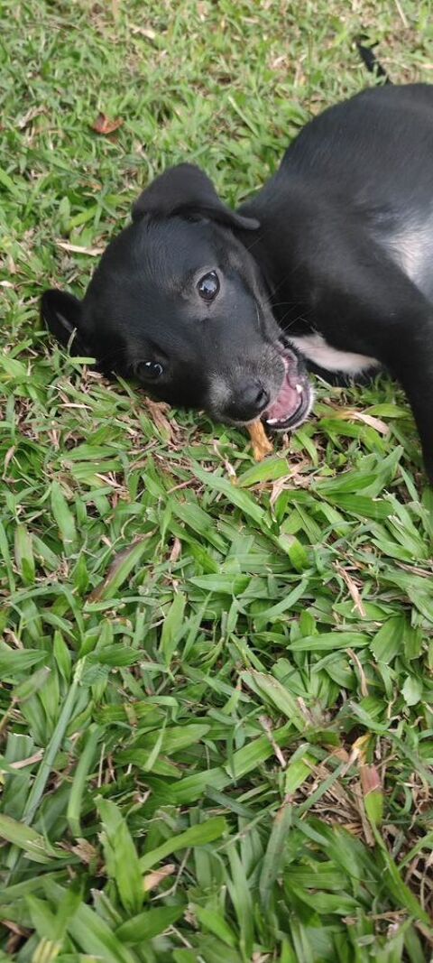 Belko, mâle X berger, né le 26/09/2025 &#128054; 300 54000 Nancy