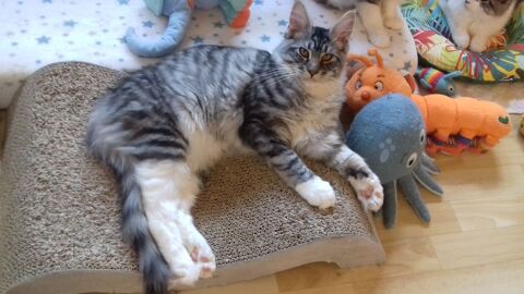 Magnifique mle Maine coon 80320 Chaulnes