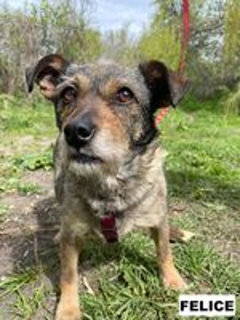   FELICE SE TROUVE DANS UN REFUGE EN UKRAINE 