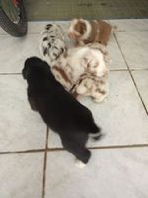   adorable chiots berger australiens 