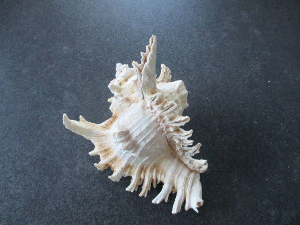 coquillage 