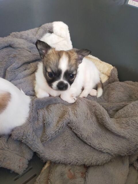 Chihuahua à poil long, blanc et beige 
500 56000 Vannes