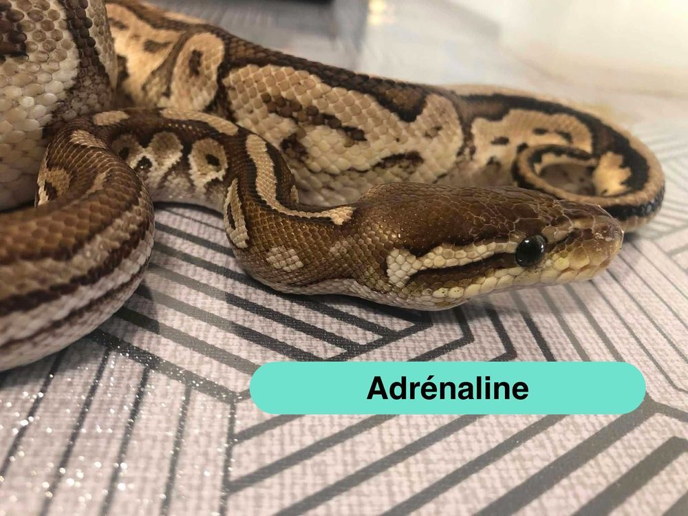  Adrénaline, python à adopter 