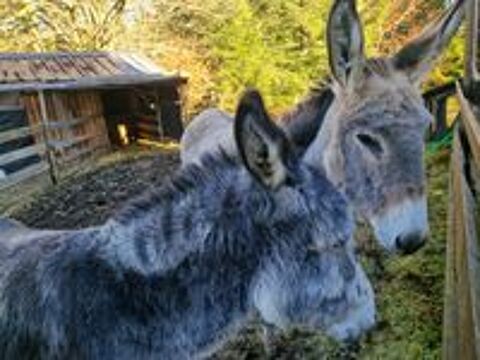   2 gentilles annesses  inseparables  
