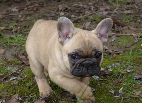 A r&eacute;server chiots bouledogue Fran&ccedil;ais Excellent ligne 1100 57200 Bliesbruck