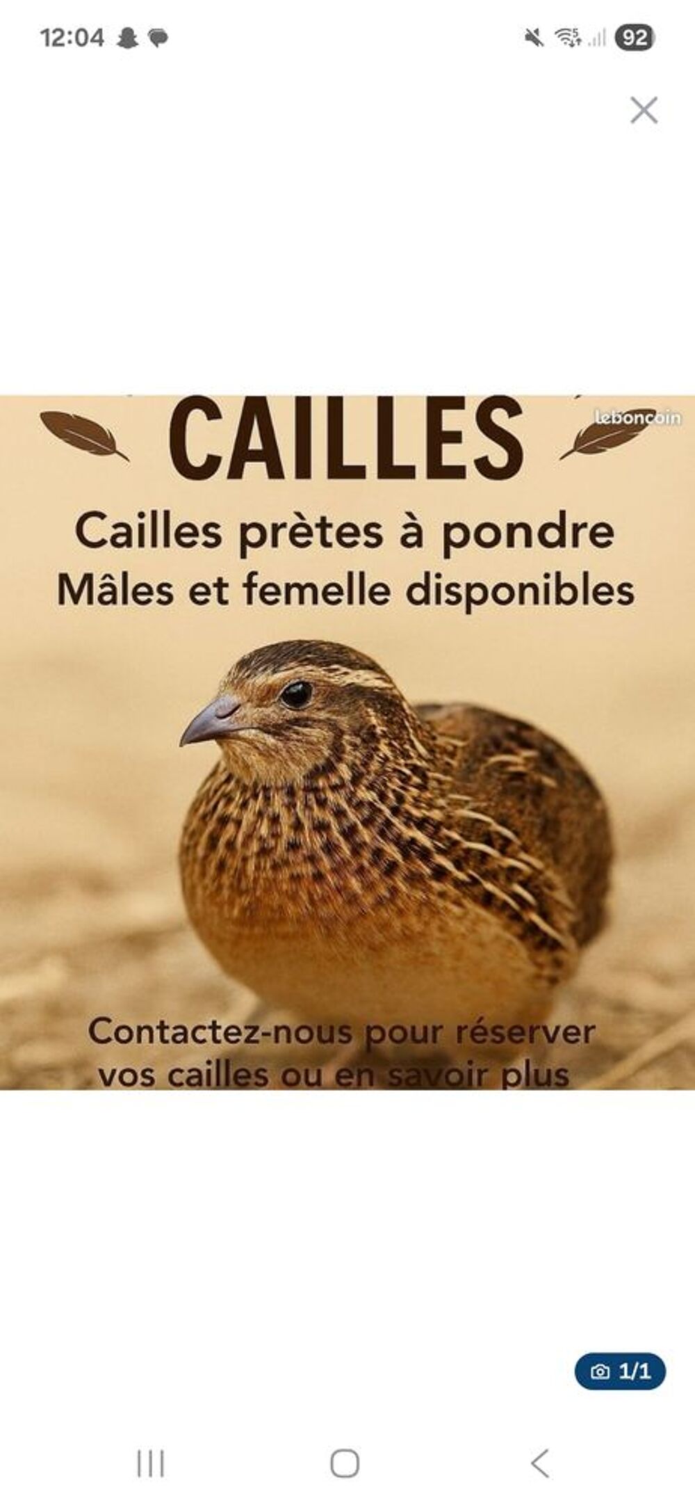   Cailles  