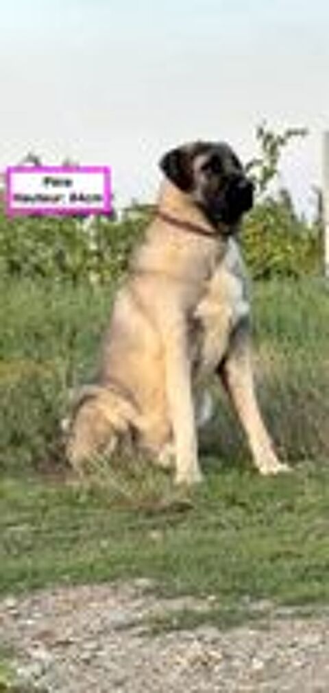   Chiots Kangals à réserver  