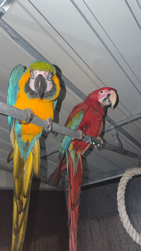 Couple ara ararauna et chloroptere 3000 14000 Caen