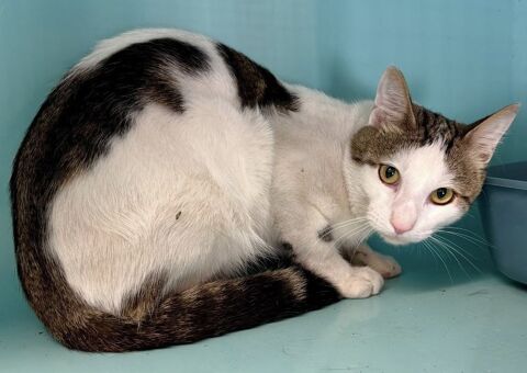 BALEINO, chat blanc et tigr&eacute; 1 an 120 34500 Béziers