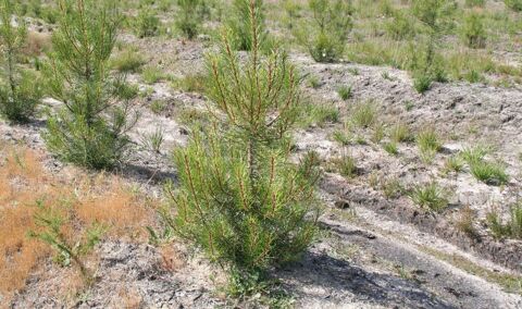 Mise à disposition 2Ha prairies dans les LANDES 40 - 0 40300 Blus