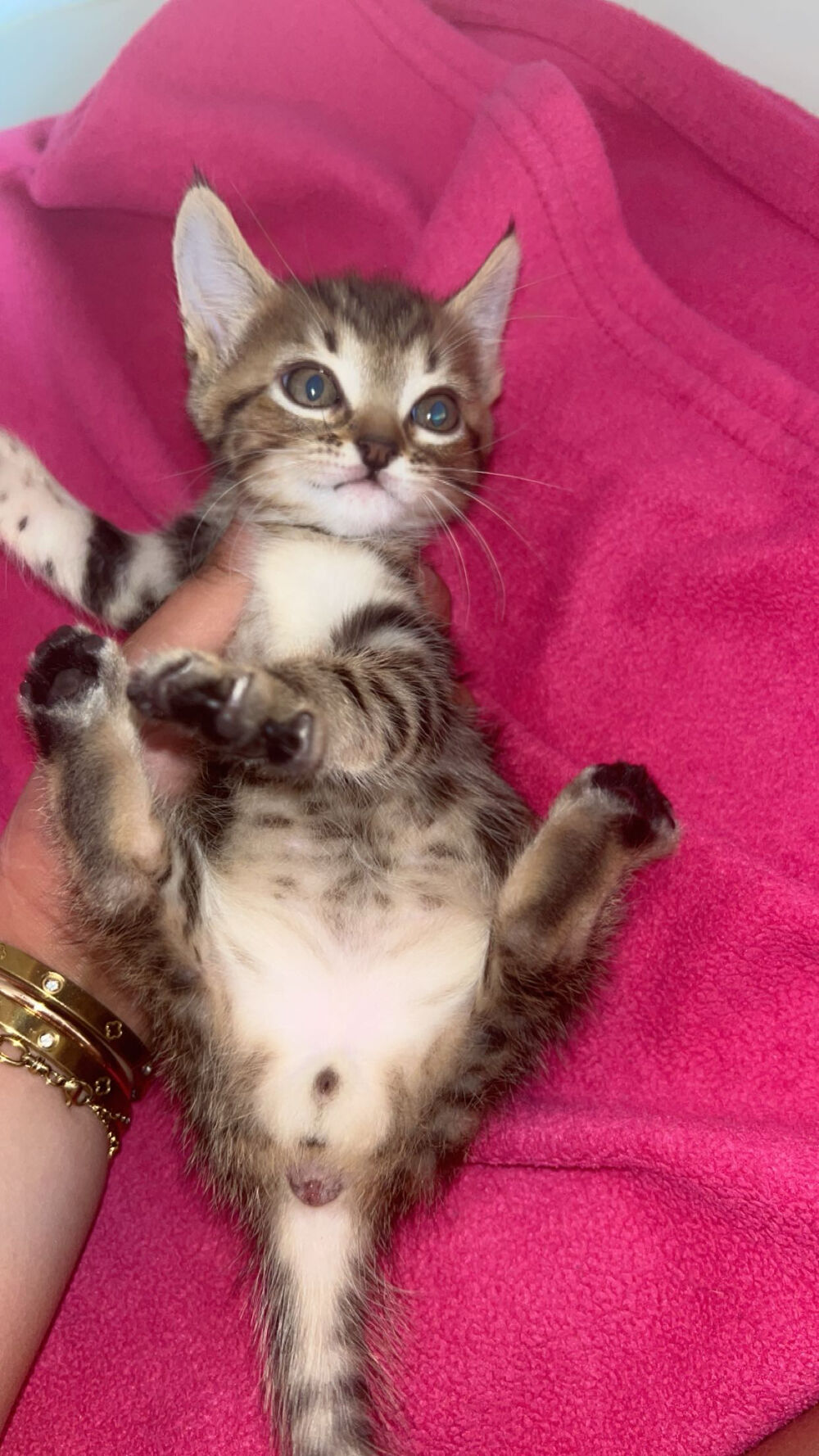 Chaton Jeux / jouets