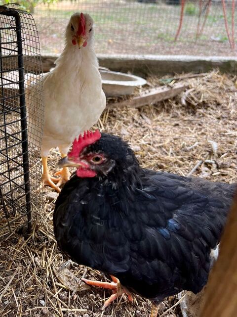 Coquelet, coq 0 69420 Trves