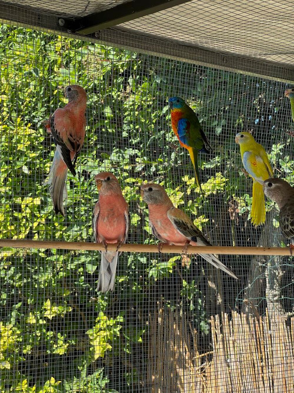 perruches de bourck Jardin