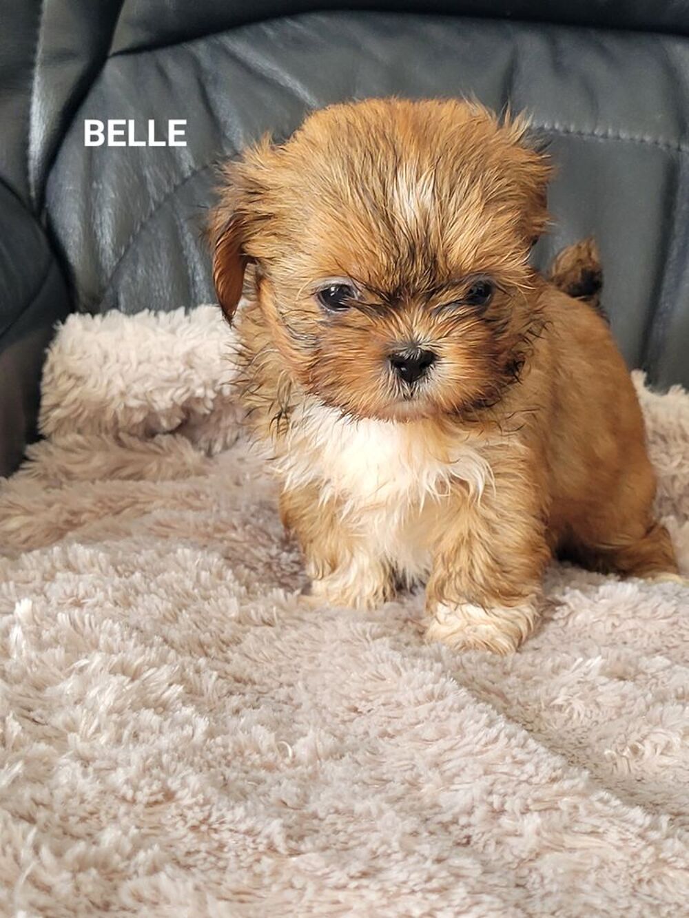   Shih Tzu 