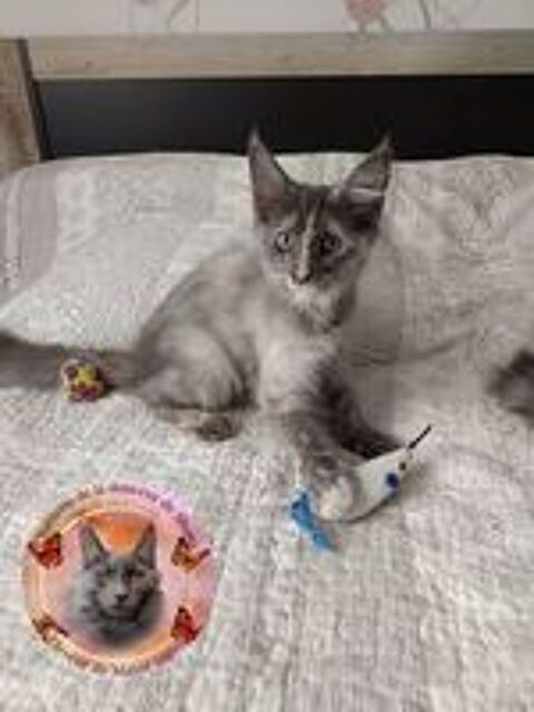   Superbes femelles Maine Coon  