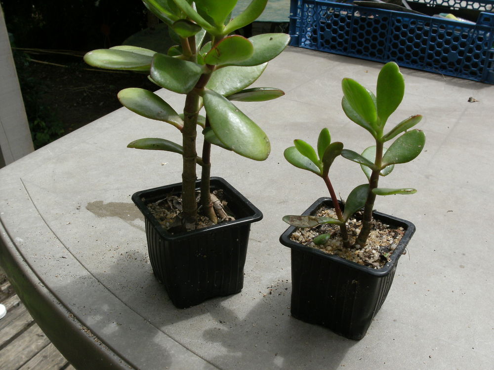 Plants de Crassula Ovata Jardin