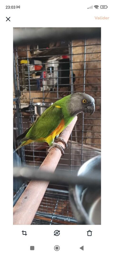 oiseau perroquet youyou du Sénégal 0 31360 Lestelle-de-saint-martory