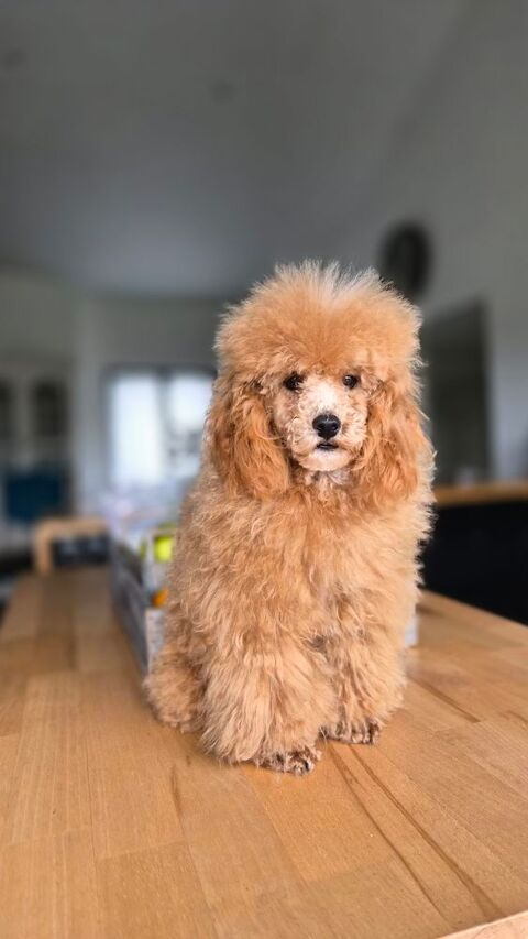 M&acirc;le caniche adulte toy fauve rouge 2000 86430 Luchapt